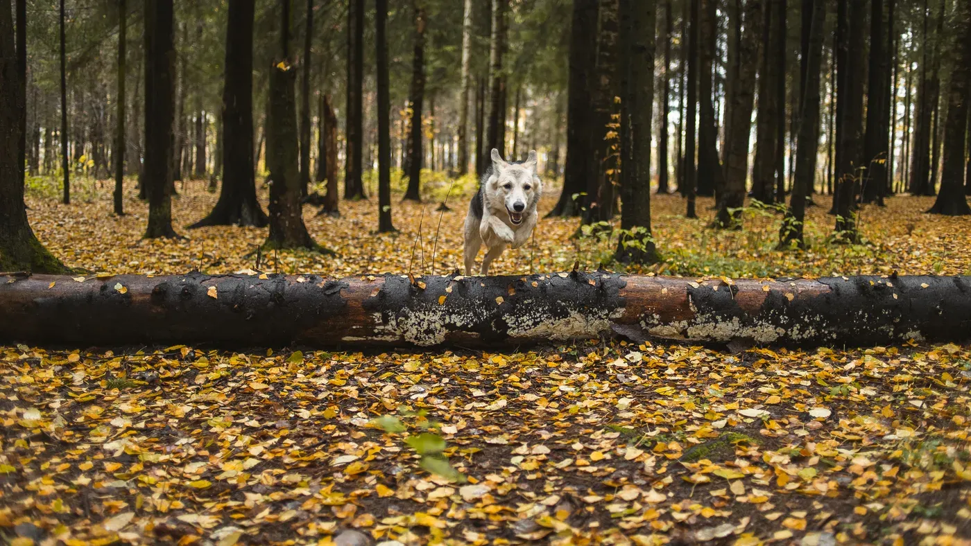 Jakthund springer över fallen stam i höstskog