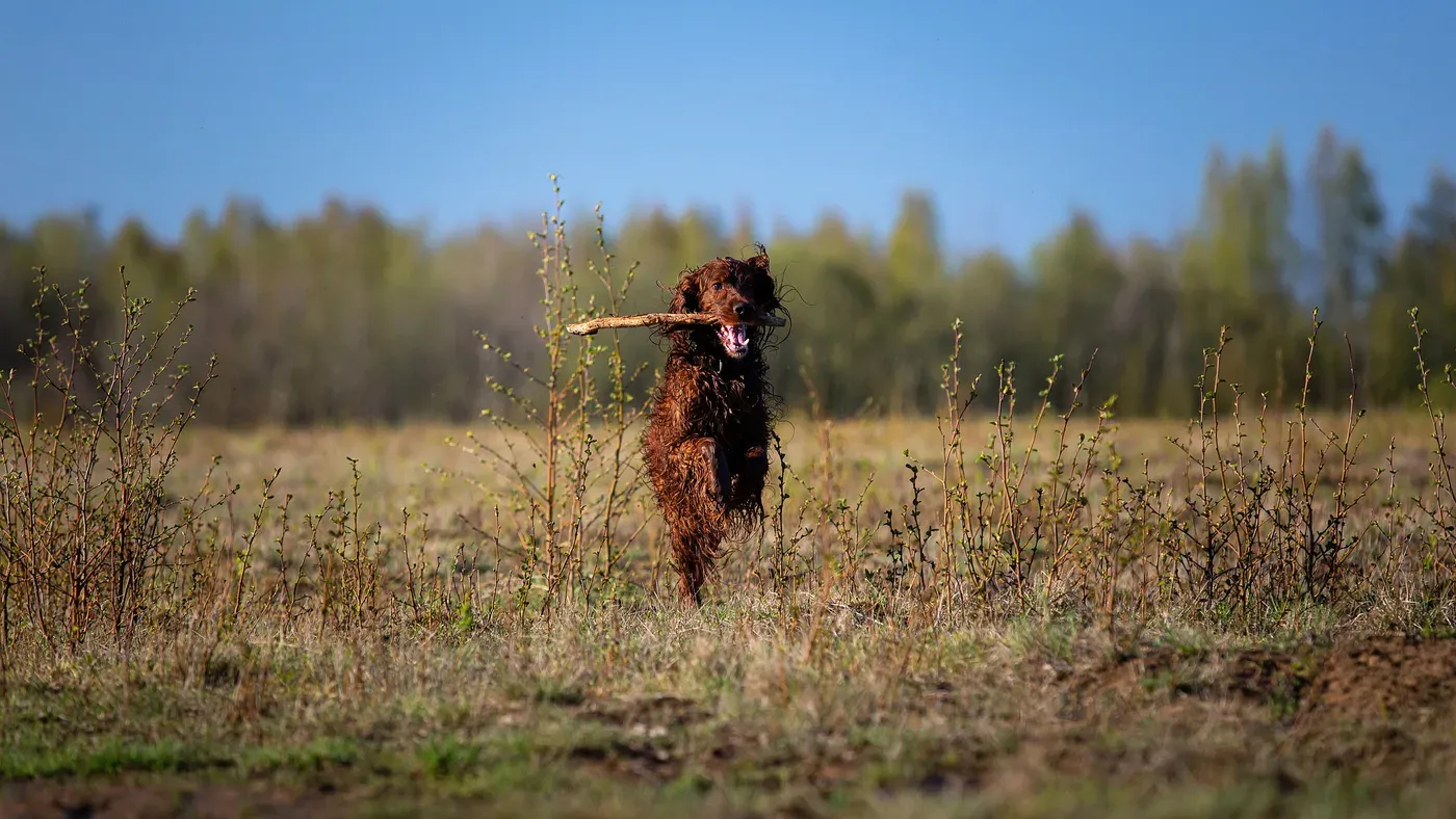 Blöt fågelhund hoppar över fält med pinne i munnen