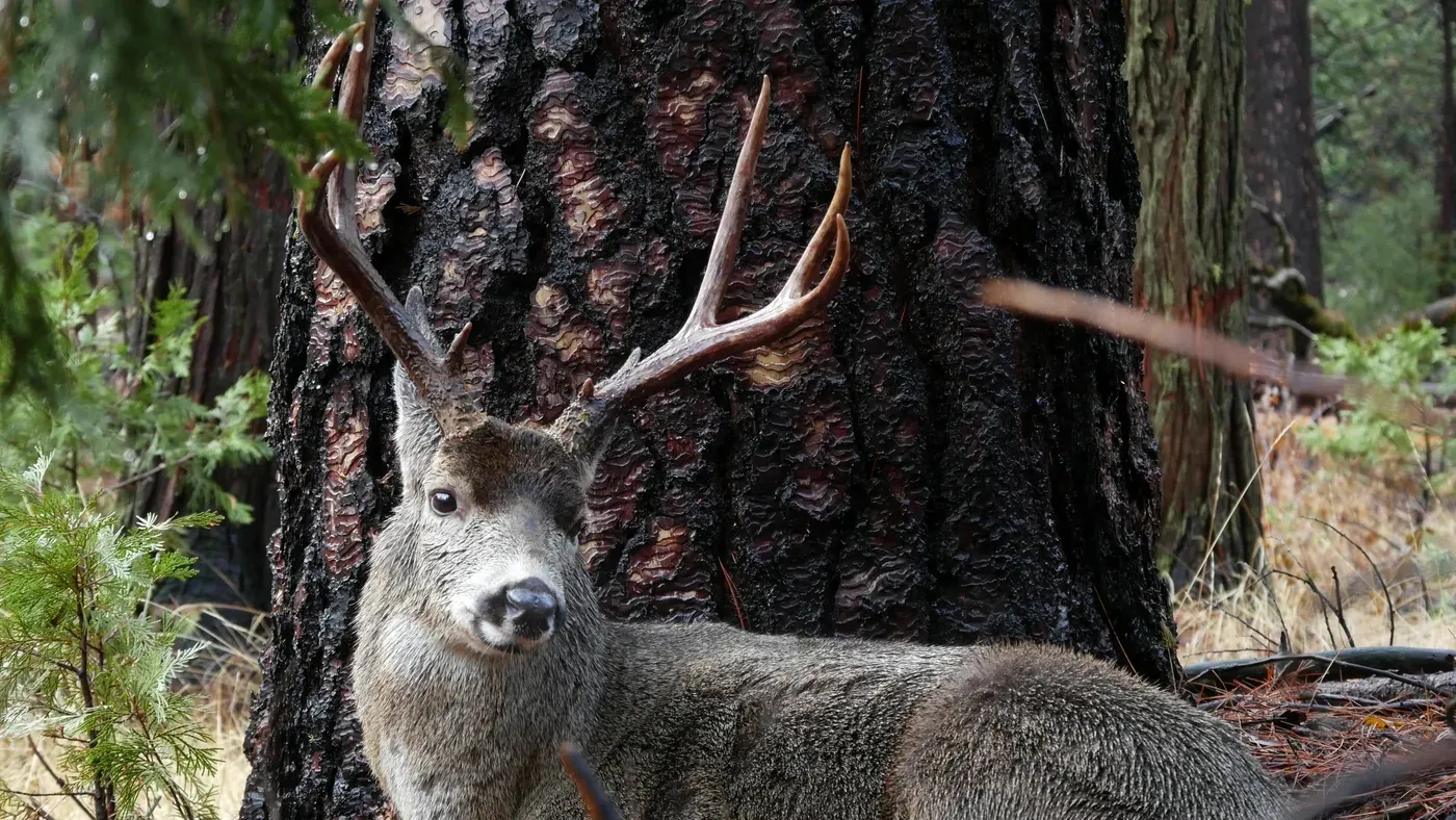 Hjort med grenigt horn fotograferad intill trädstam